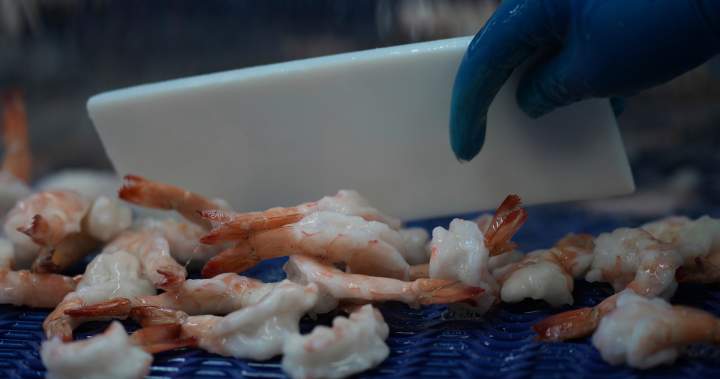 Are you worried about radioactive shrimp? The CFIA says there are no indications they were sold here – National Are you worried about radioactive shrimp? the cfia says there