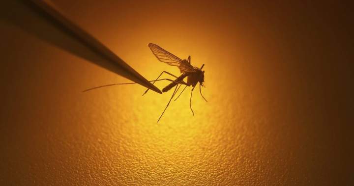 West Nile virus confirmed in Toronto, Canada's first human lawsuit this year West nile virus confirmed in toronto, canada's first human lawsuit